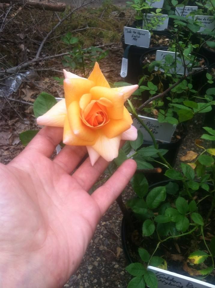 'Golden Buddha' is a modern Hybrid Bracteata bred by Paul Barden. This flower is showing a very pointed form, though it's usually more rounded. It smells like apricots. photo 970547_10151446960592285_884405962_n.jpg
